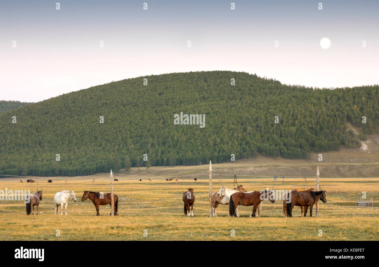 horses in a landscape of northern mongolia Stock Photo - Alamy