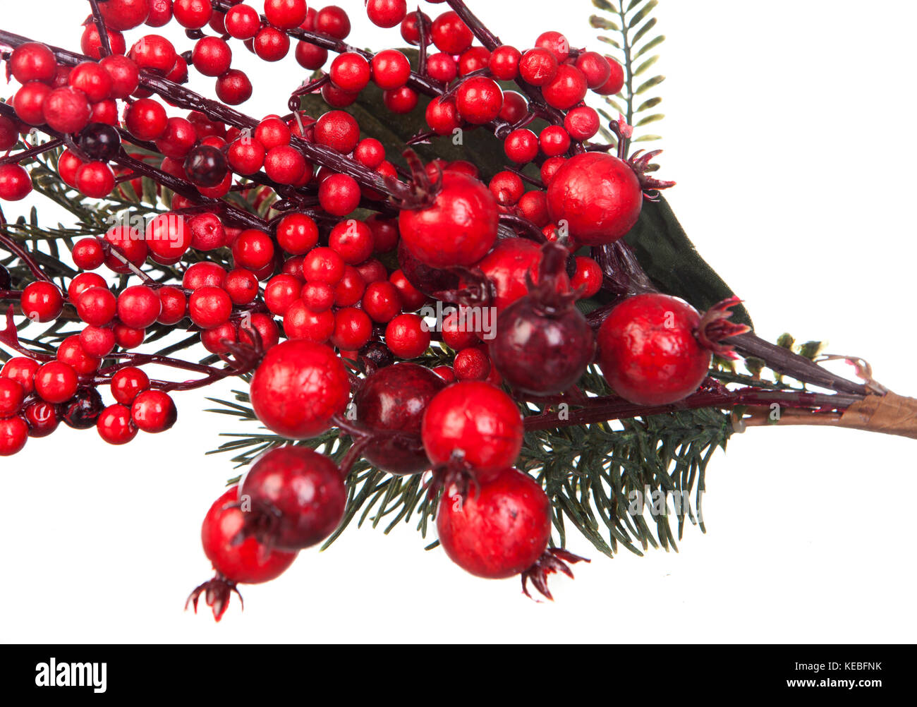 Christmas branch with red fruits isolated on a white background Stock ...