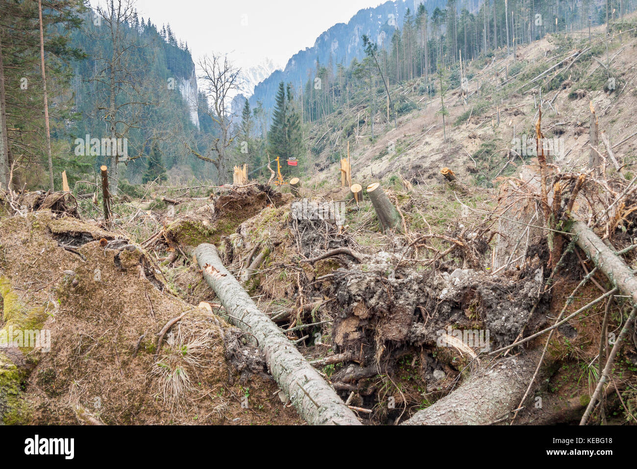 The broken trees after powerful hurricane - Poland Stock Photo - Alamy