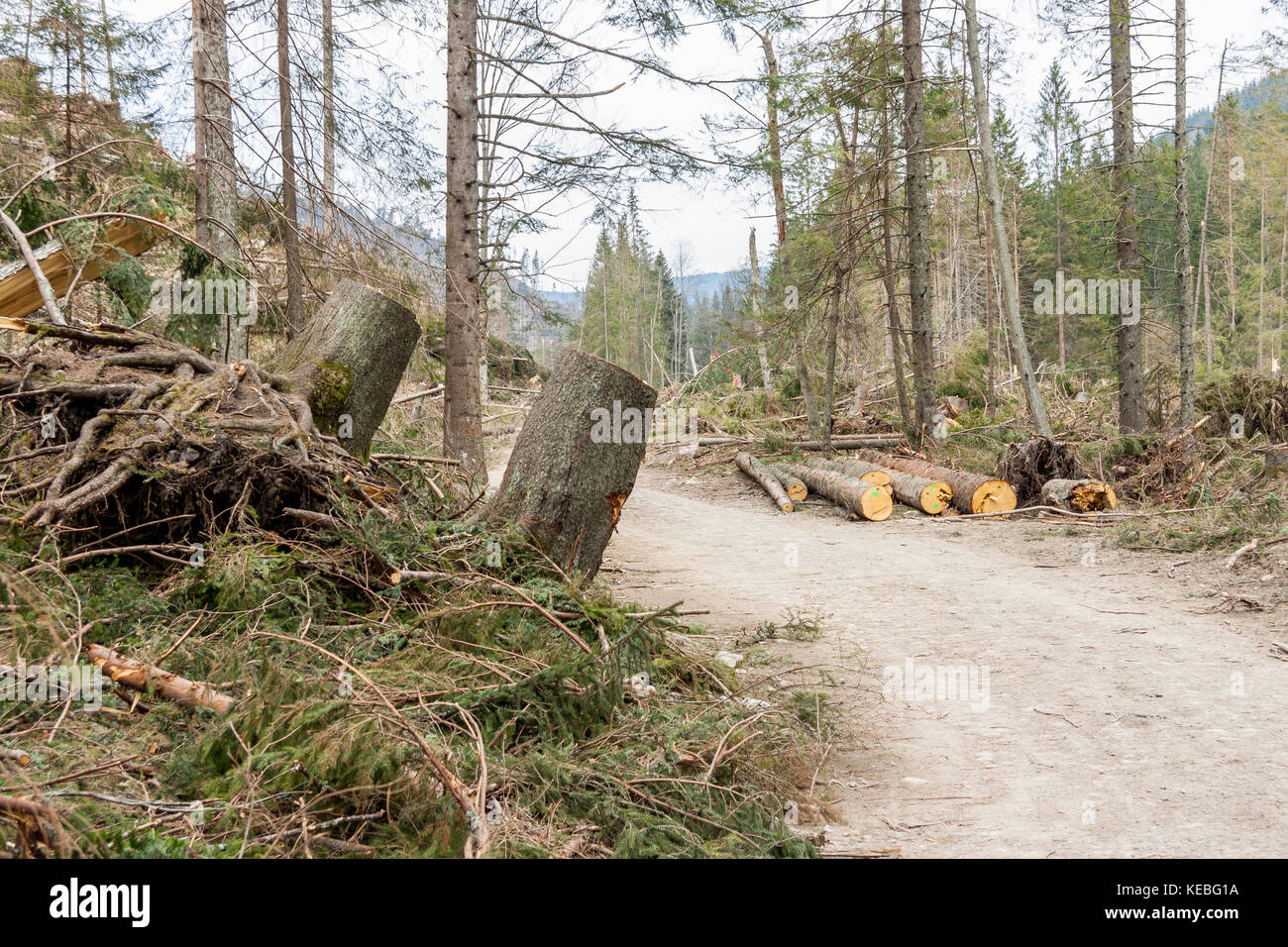 The broken trees after powerful hurricane - Poland Stock Photo - Alamy