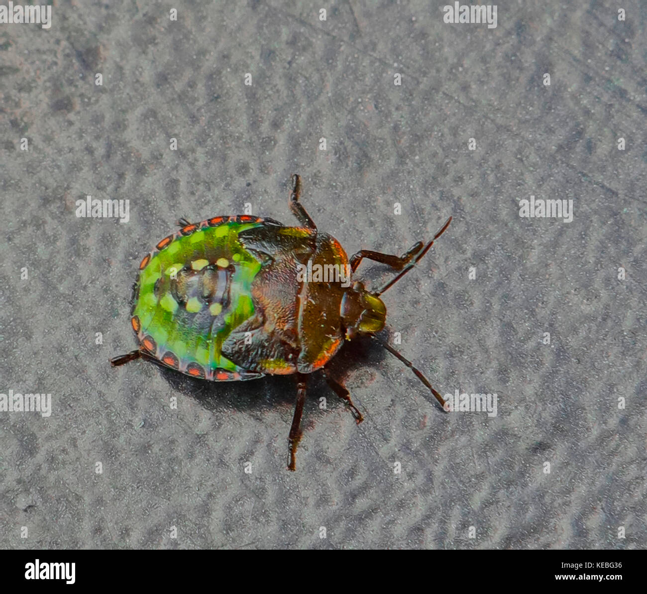 A well camouflaged green shield bug. Palomena prasina Stock Photo