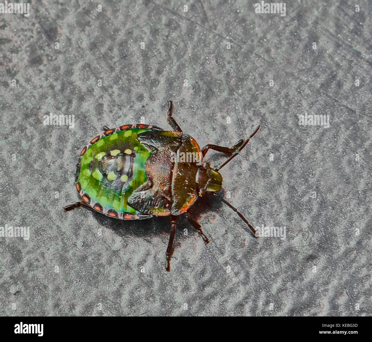 A well camouflaged green shield bug. Palomena prasina Stock Photo