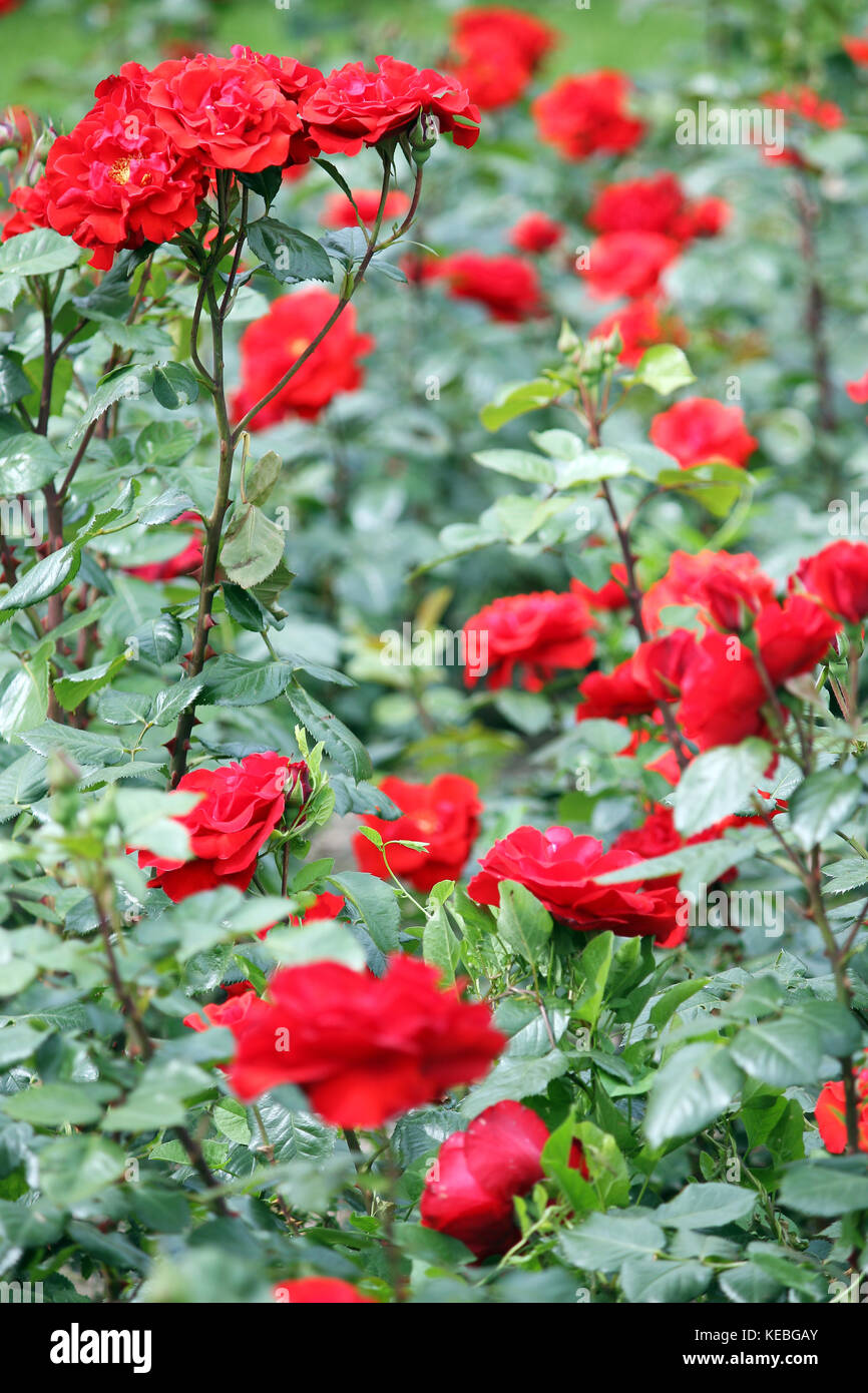 red roses flower spring season Stock Photo Alamy