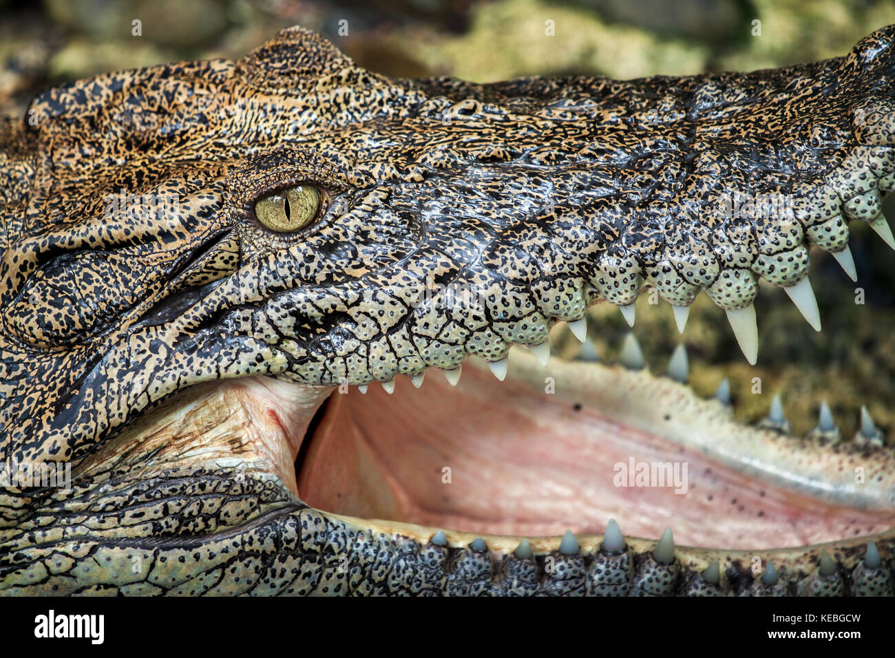 Extreme close-up view of a Saltwater Crocodile (Crocodylus porosus) head revealing the texture of the skin with protruding teeth. Borneo wildlife Stock Photo