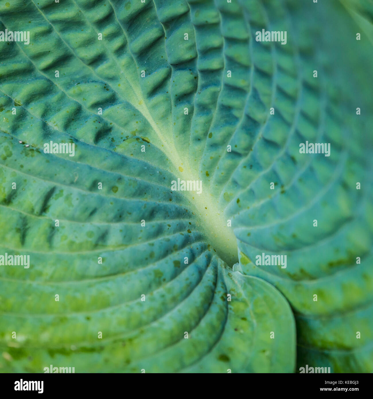 A macro shot of a hosta leaf. Stock Photo