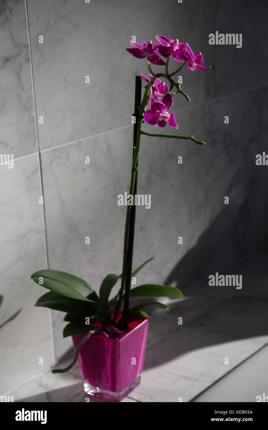 Purple Orchid Stanhopea Stock Photo