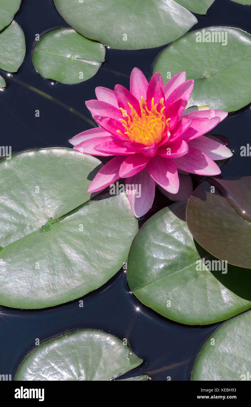 Water Lily Flower Stock Photo Alamy