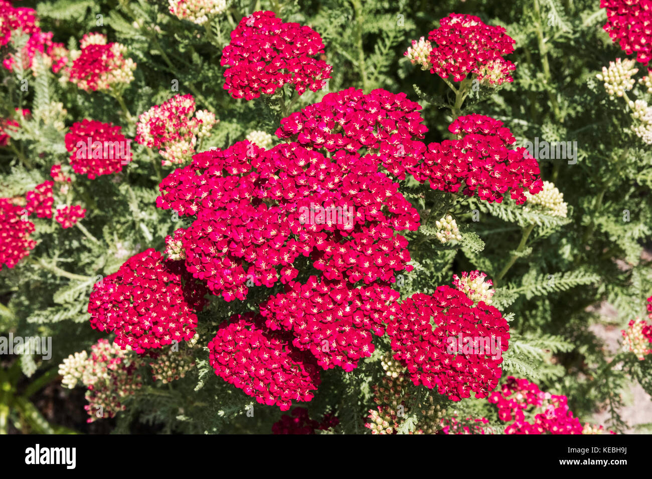 Red Yarrow (Achillea ‘Pomegranate’ Tutti Frutti Series) Stock Photo