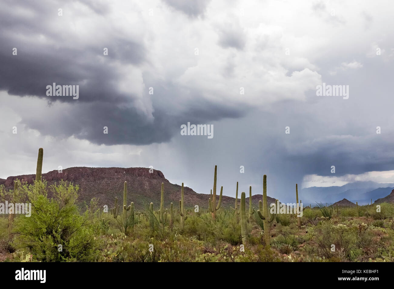 Monsoon storm, Saguaro National Park, Tucson, Arizona, USA Stock Photo