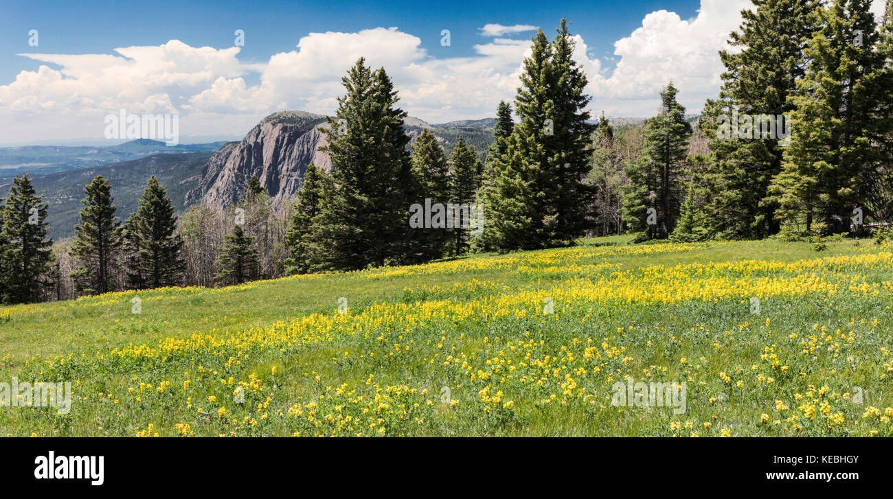 Alpine meadow, Northern New Mexico, USA Stock Photo