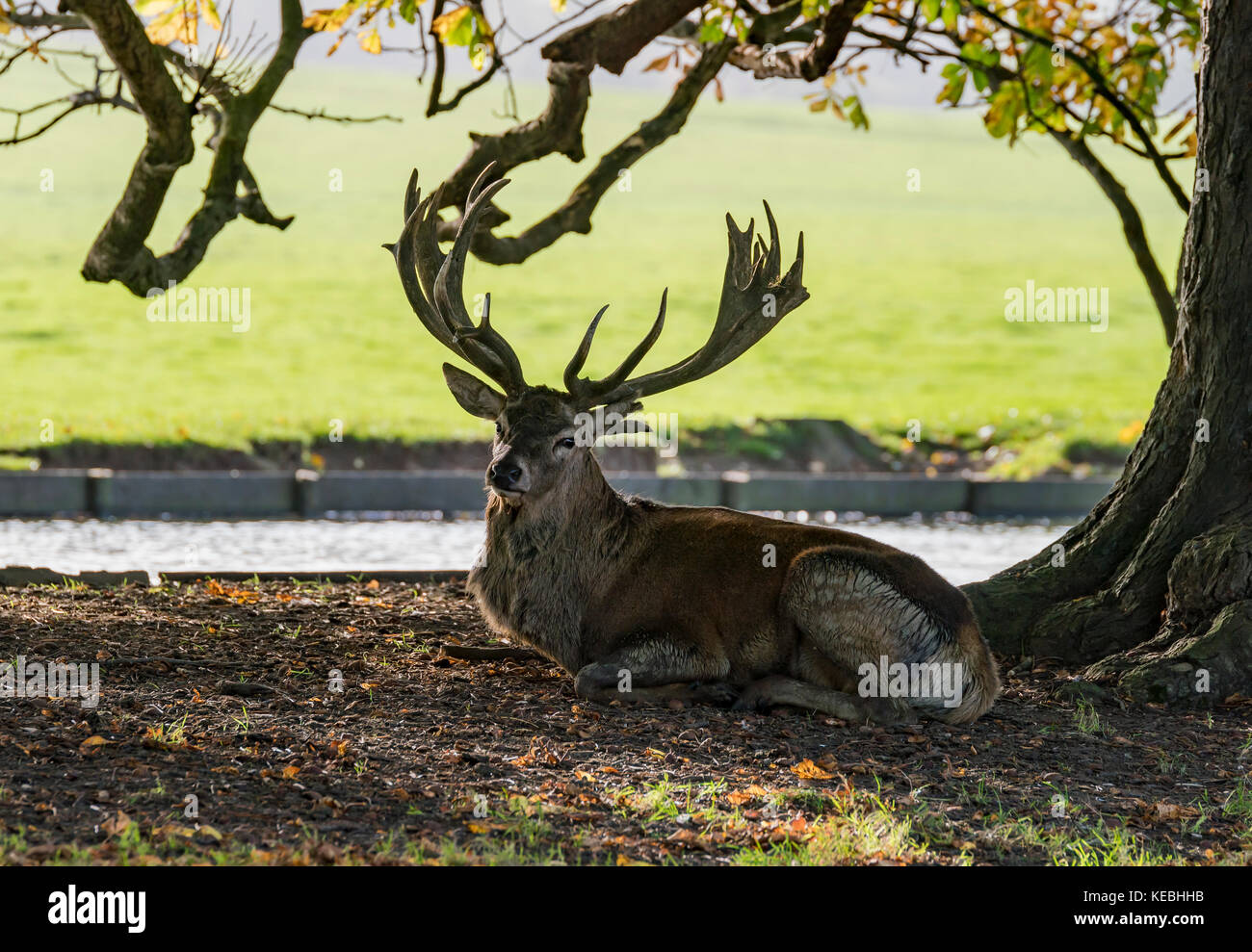 Deer at Woburn Abbey Stock Photo