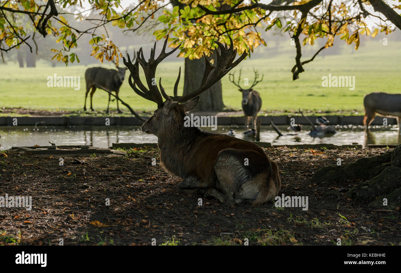Deer at Woburn Abbey Stock Photo