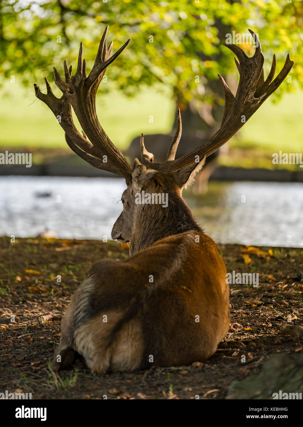 Deer at Woburn Abbey Stock Photo