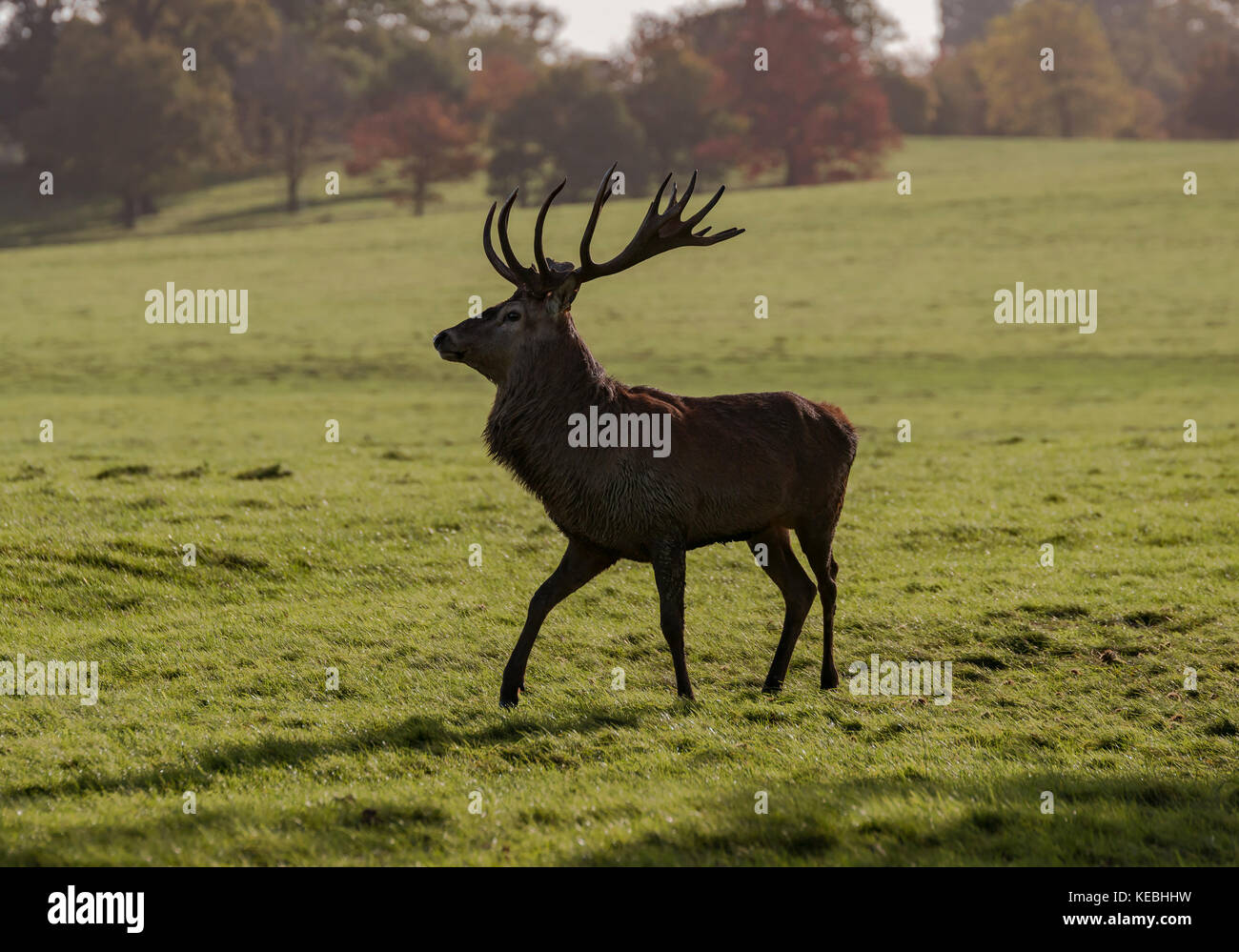 Deer at Woburn Abbey Stock Photo