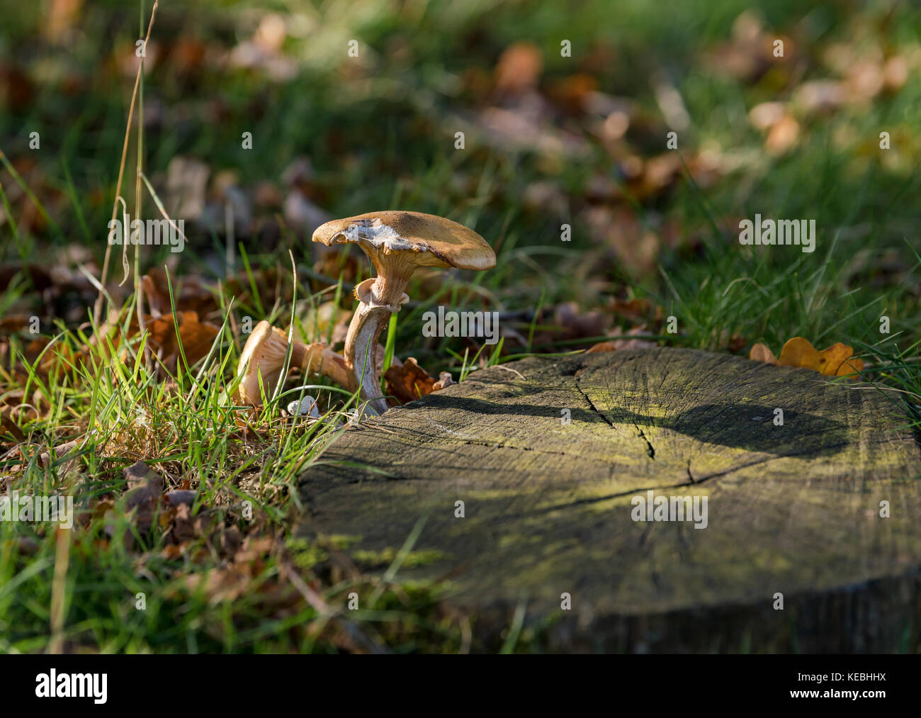 Wild Autumn  Mushrooms Stock Photo
