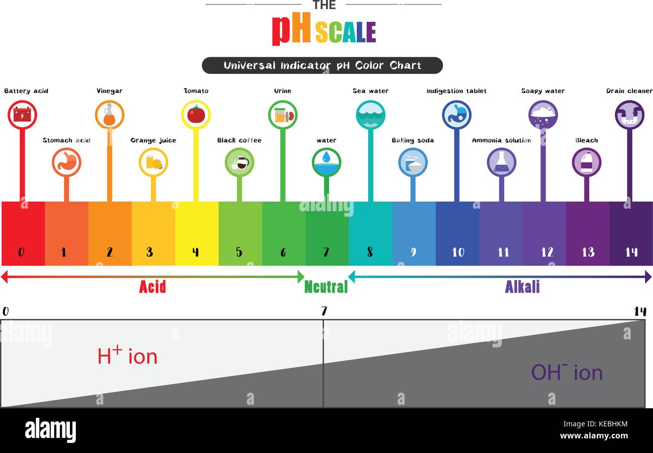The pH scale Universal Indicator pH Color Chart diagram acidic alkaline values common substances vector illustration flat icon design Colorful Stock Vector
