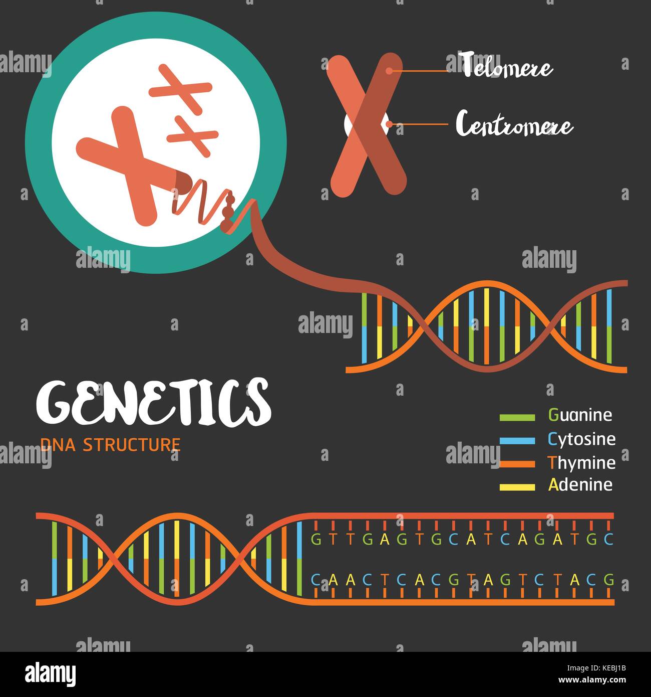 Genetics DNA structure  and chromosomes Stock Vector