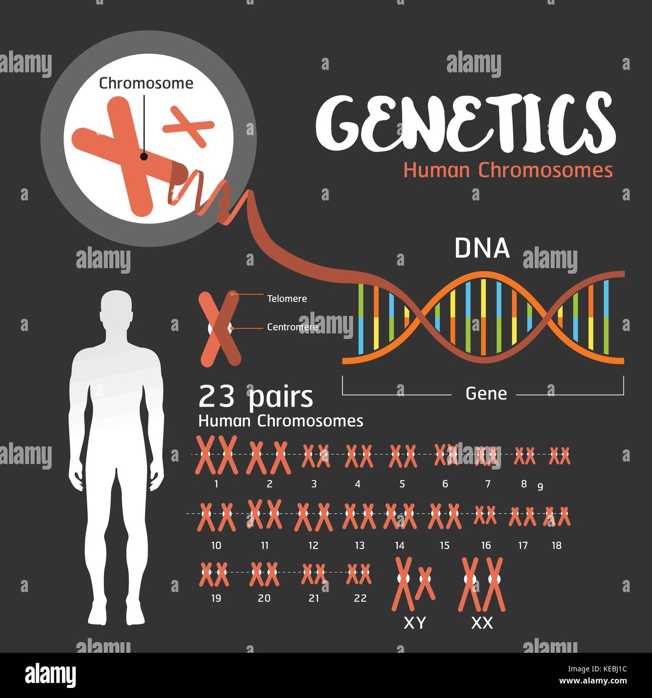 Genetics DNA structure  and chromosomes Stock Vector