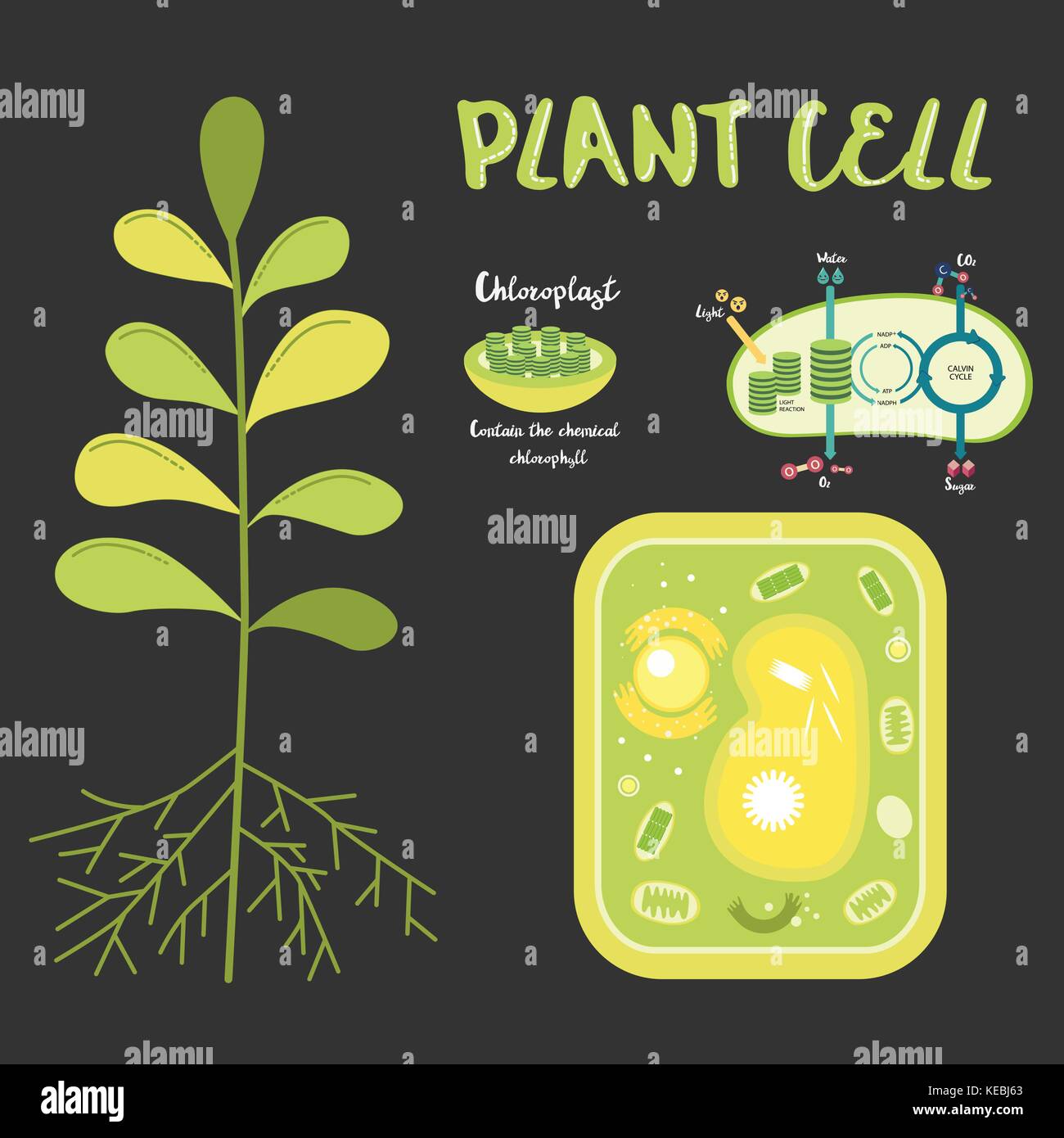 Inside theplant cell structure illustration vector Stock Vector