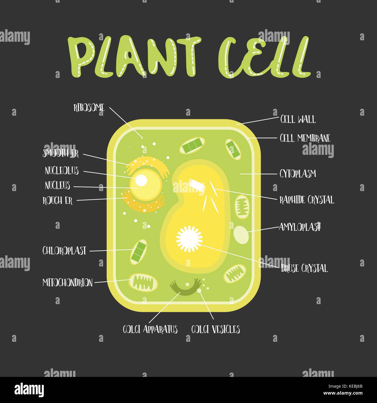 Inside theplant cell structure illustration vector Stock Vector