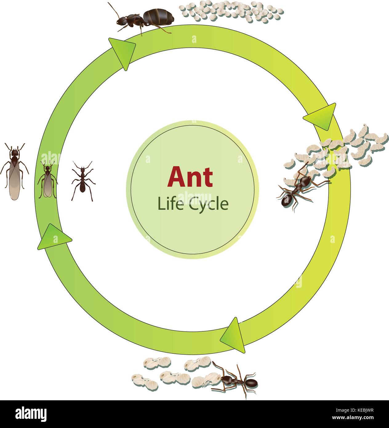 Real ant insect illustration life cycle Stock Vector