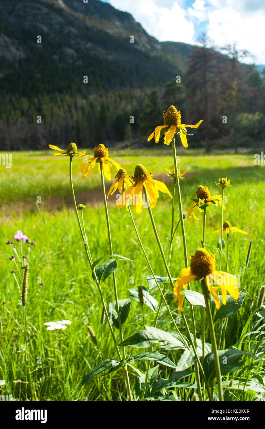 Wildflowers in a meadow with the Rocky Mountains in the background Stock Photo