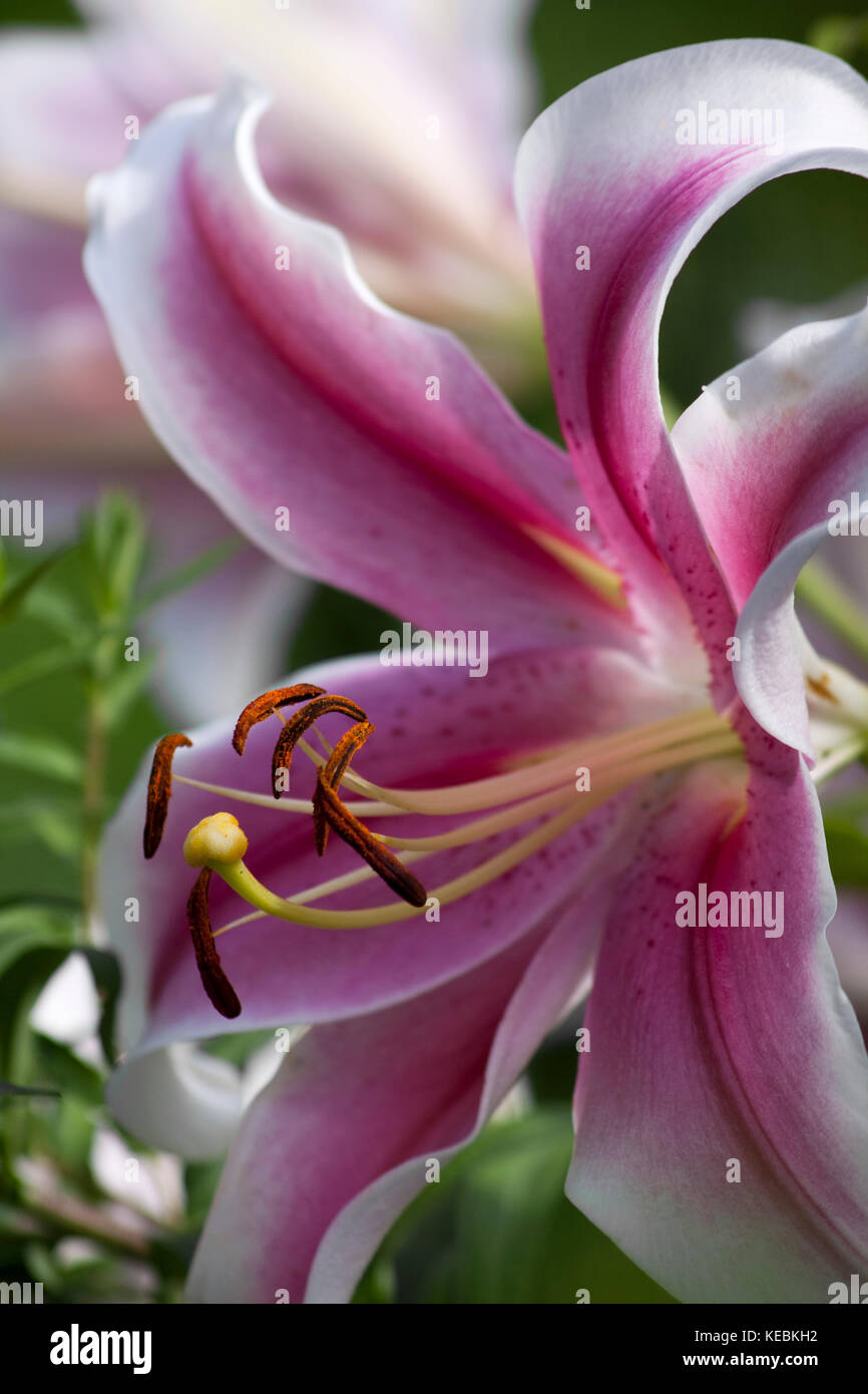 Asiatic lily in full bloom Stock Photo Alamy