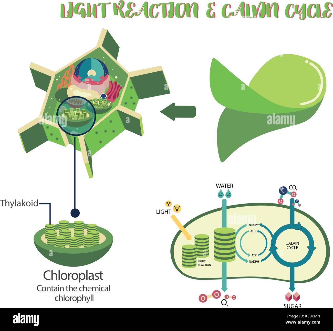 Photosynthesis Chart