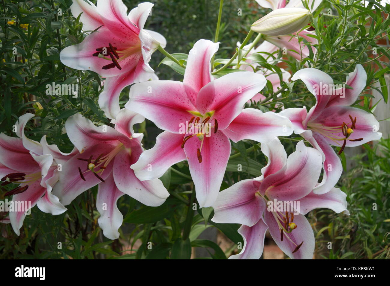 Asiatic lily in full bloom Stock Photo Alamy