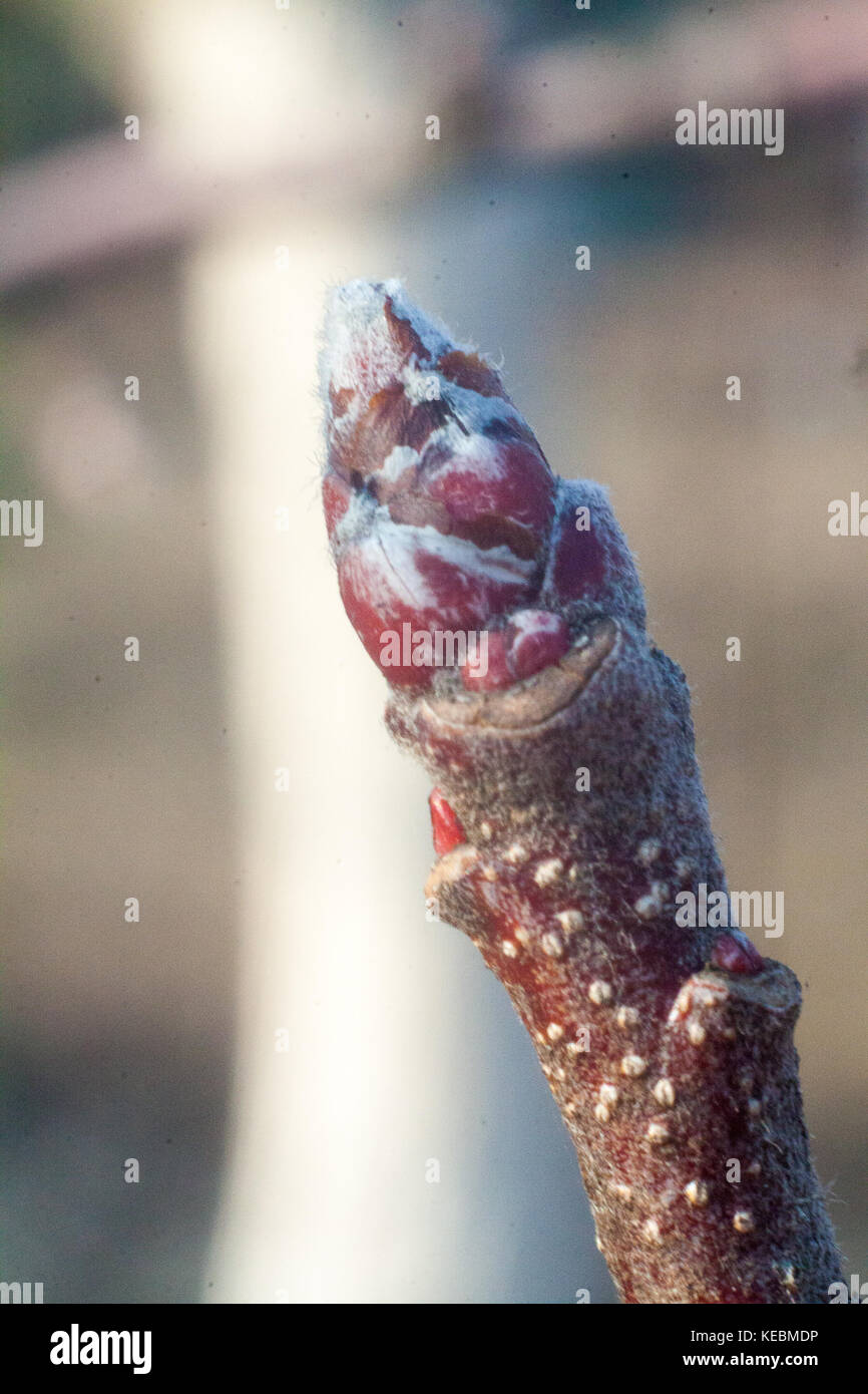 Swollen Tree tree buds come alive and swollen tree Stock Photo - Alamy