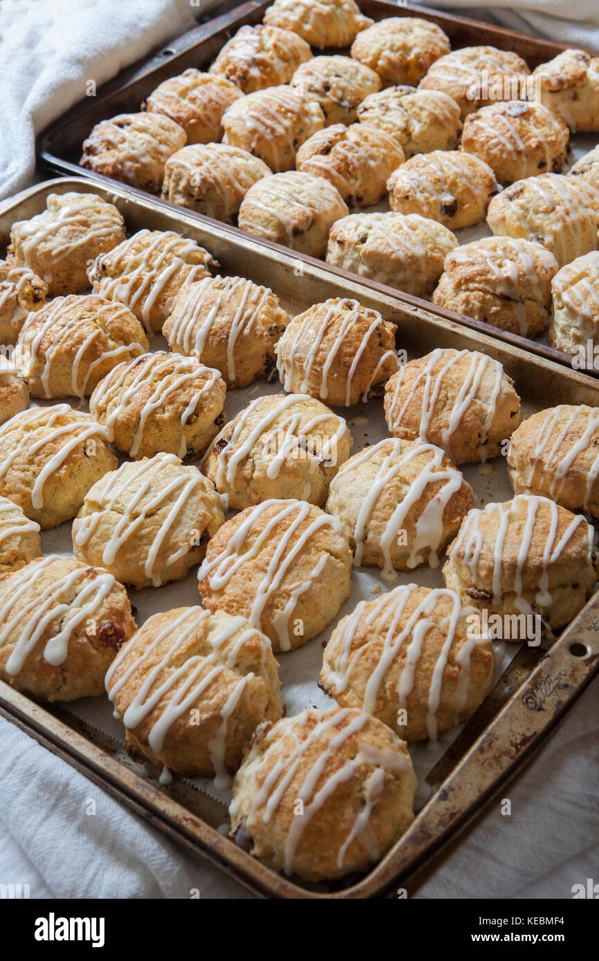 Two Baking Sheets of Freshly Baked Scones with Drizzled icing Stock ...