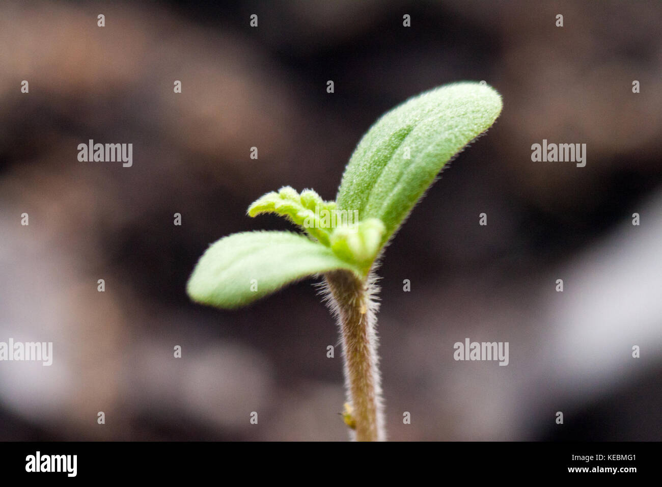 Small green sprout marijuana medicinal Stock Photo Alamy