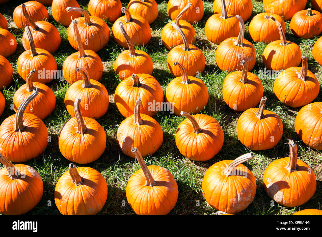 Rows of pumpkins ready for harvest at a pumpkin patch farm in New York State Stock Photo