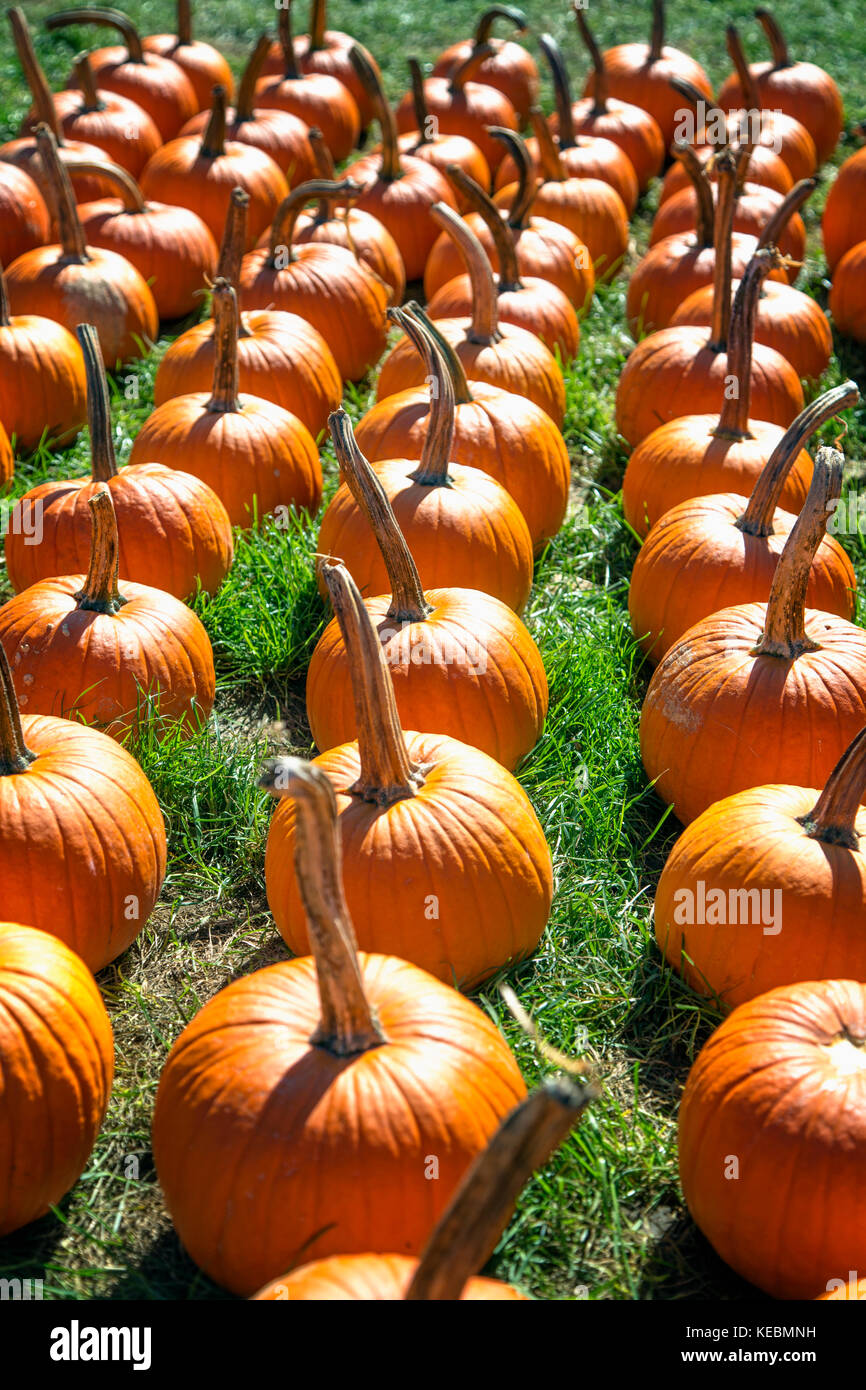 Rows of pumpkins ready for harvest at a pumpkin patch farm in New York State Stock Photo