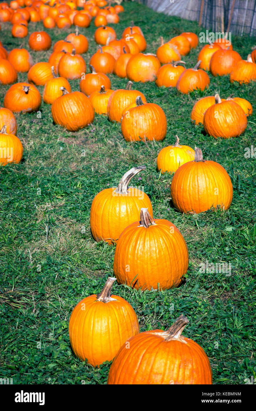 A pumpkin patch with pumpkins ready for harvest at a farm in New York State Stock Photo