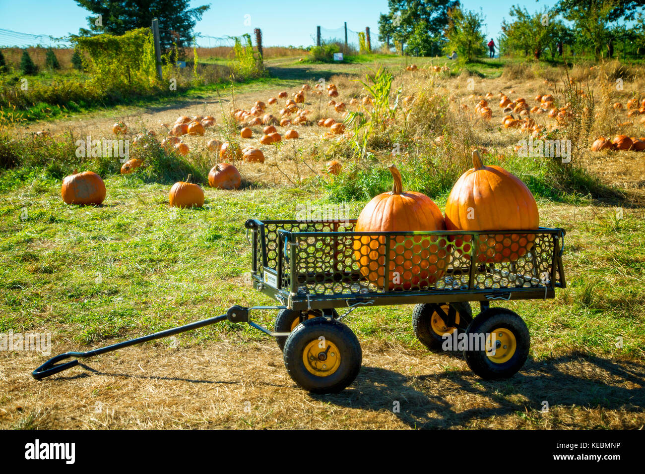 Two pumpkins set in a wagon at a pumpkin patch farm in New York State