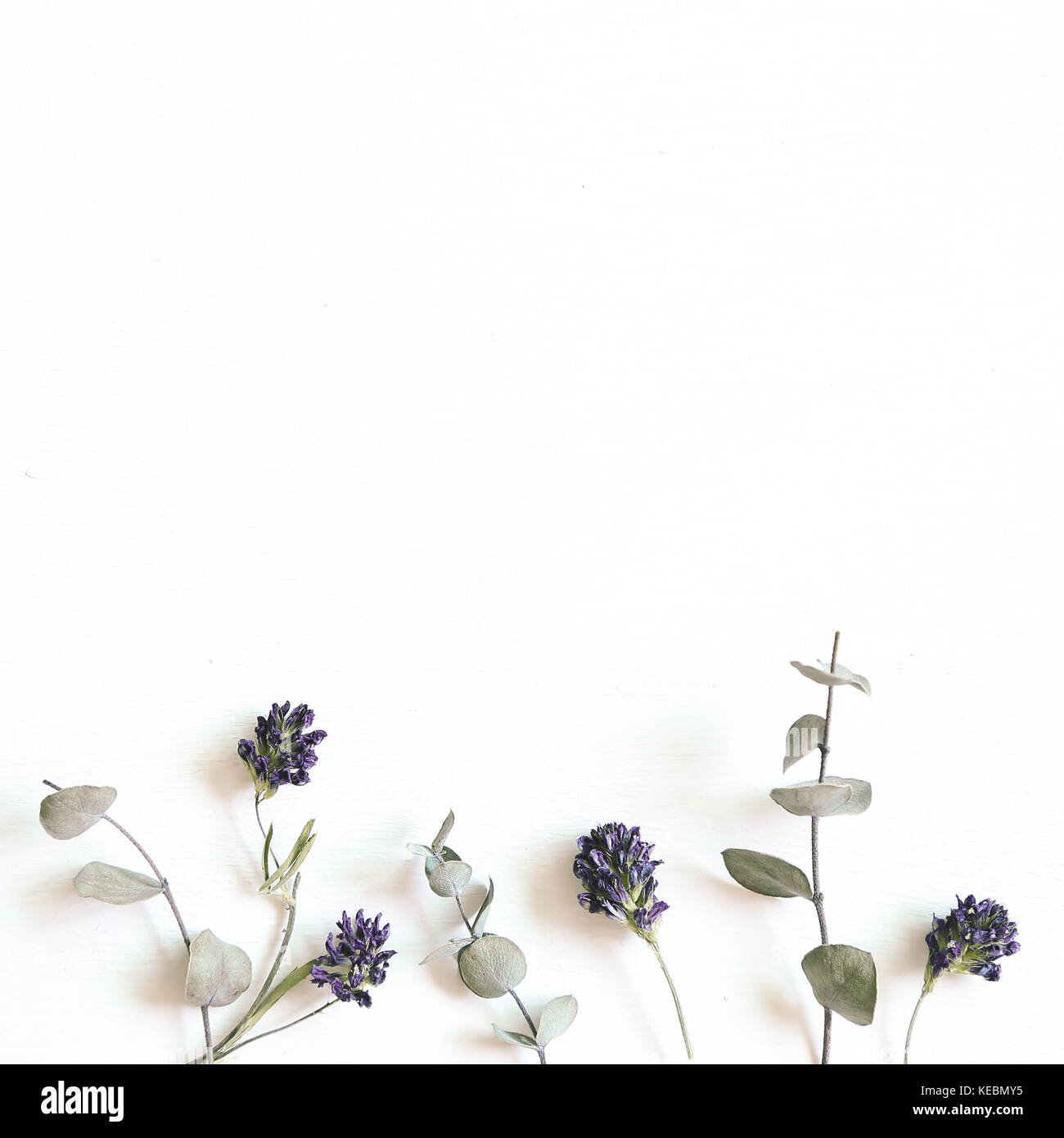 Dry flower on white background Stock Photo - Alamy