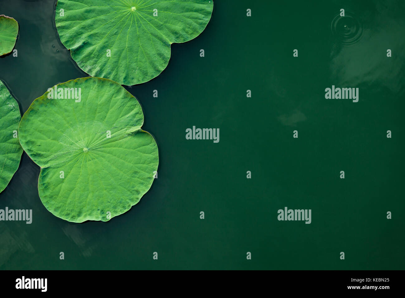 Peaceful and calm concept . Composition of Green lotus leaves in the lake .The details of lotus leaves over water. Stock Photo