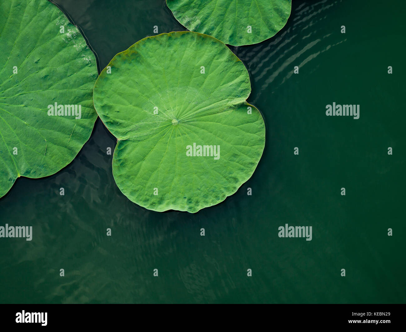 Peaceful and calm concept . Composition of Green lotus leaves in the lake .The details of lotus leaves over water. Stock Photo