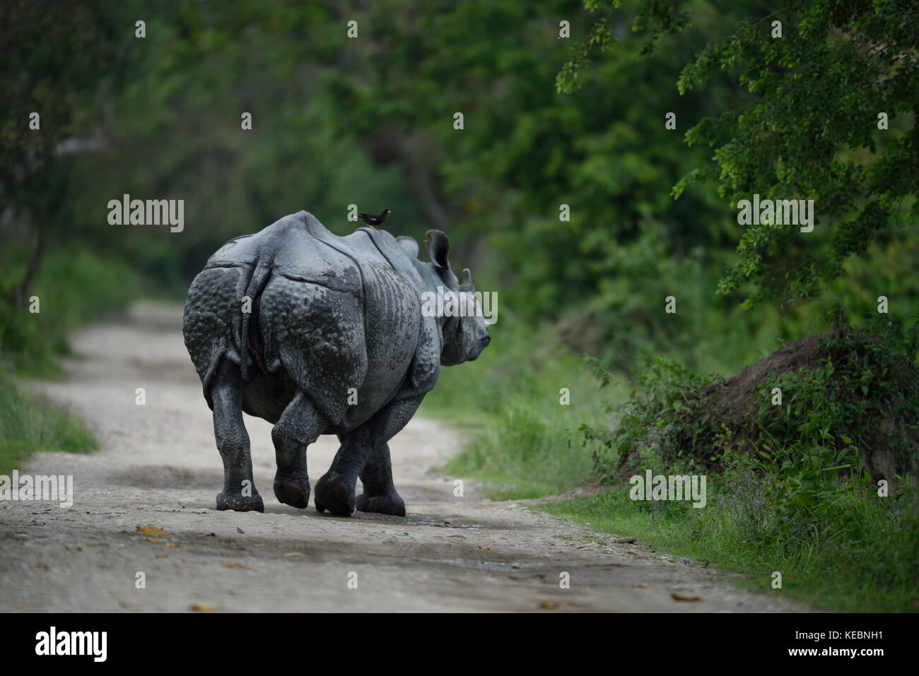One horned rhino at Kaziranga National Park, Assam India Stock Photo