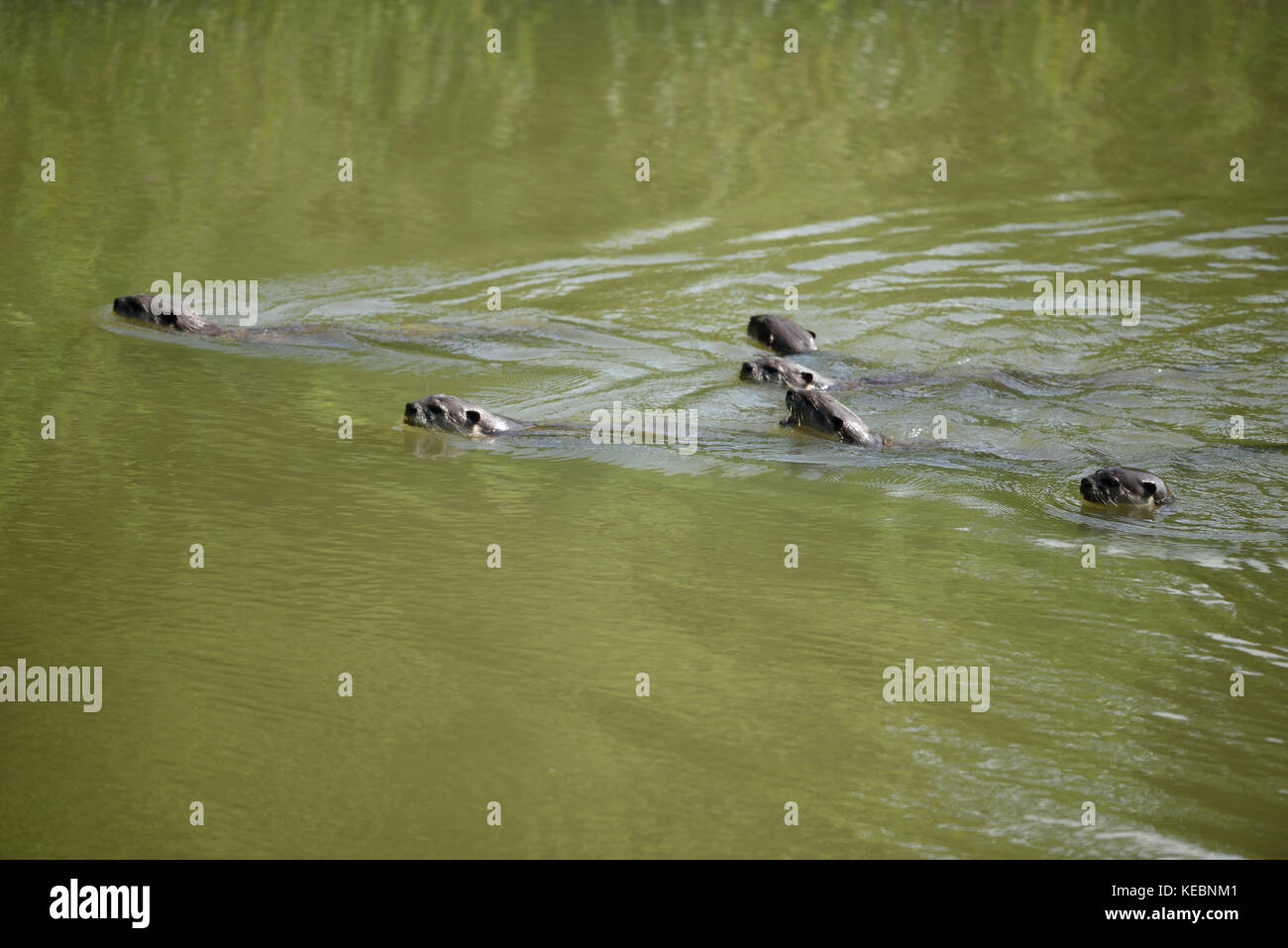 A group of Otters at Kaziranga National Park, Assam, India Stock Photo