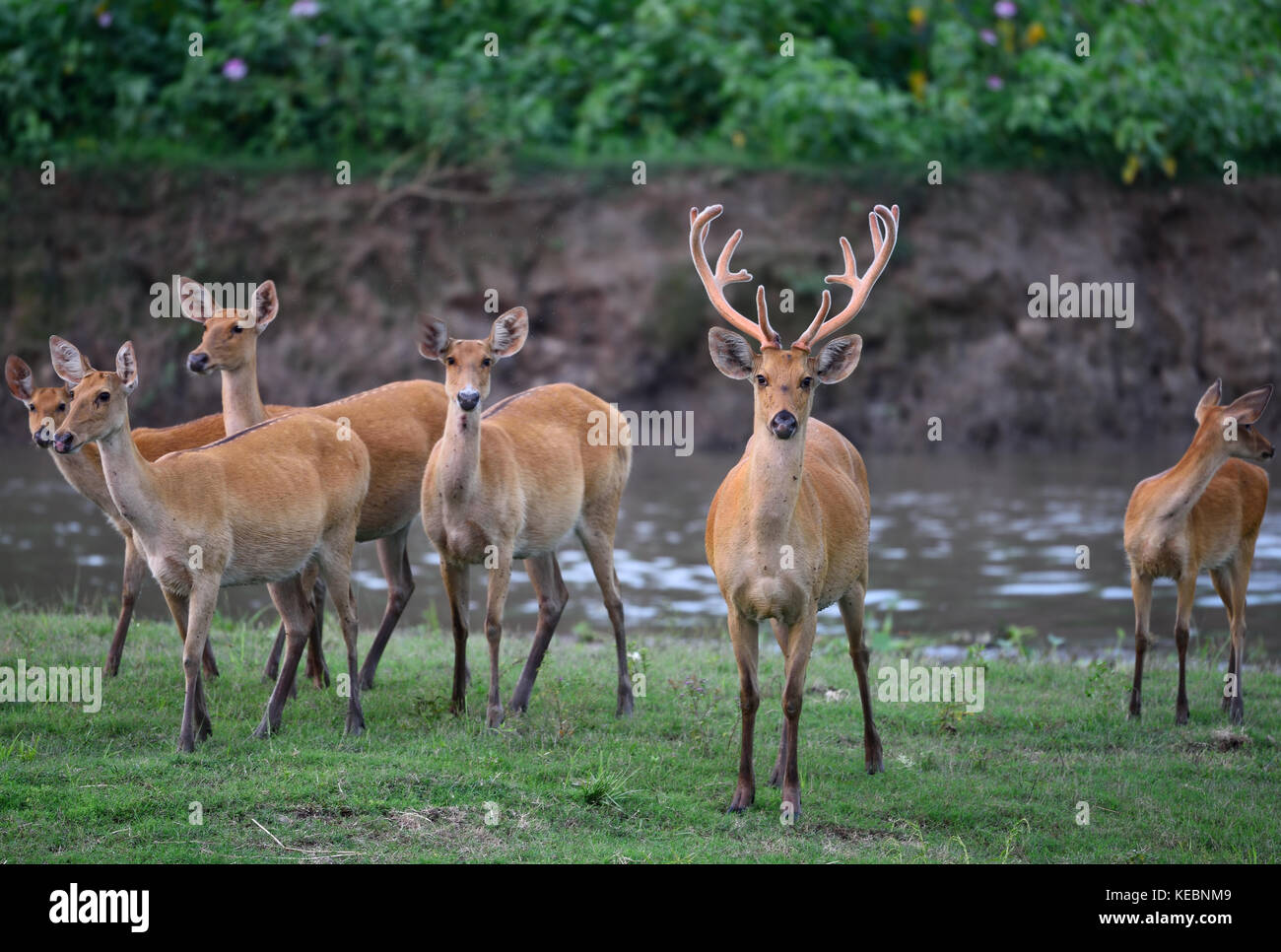 Eastern swamp deer or Barasingha at Kaziranga National Park, Assam India Stock Photo
