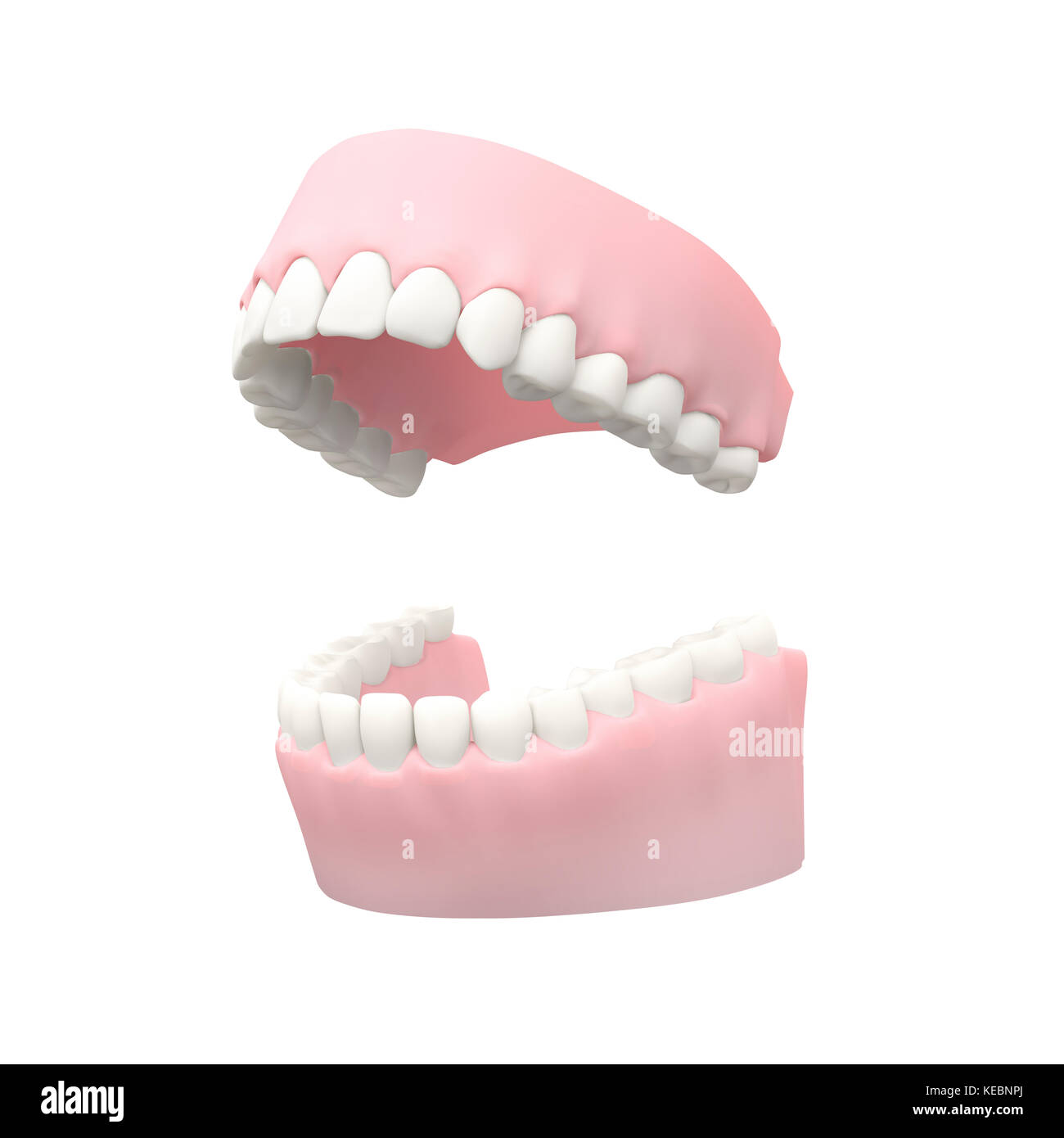 Human Teeth, Dental Model Stock Photo Alamy