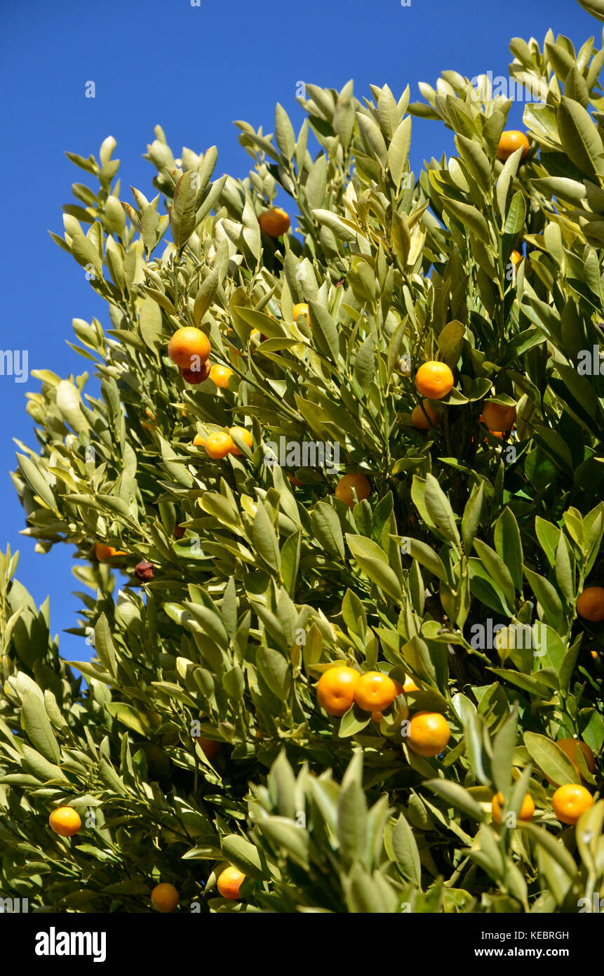 Kumquats growing on a tree in Hobart, Tasmania, Australia Stock Photo