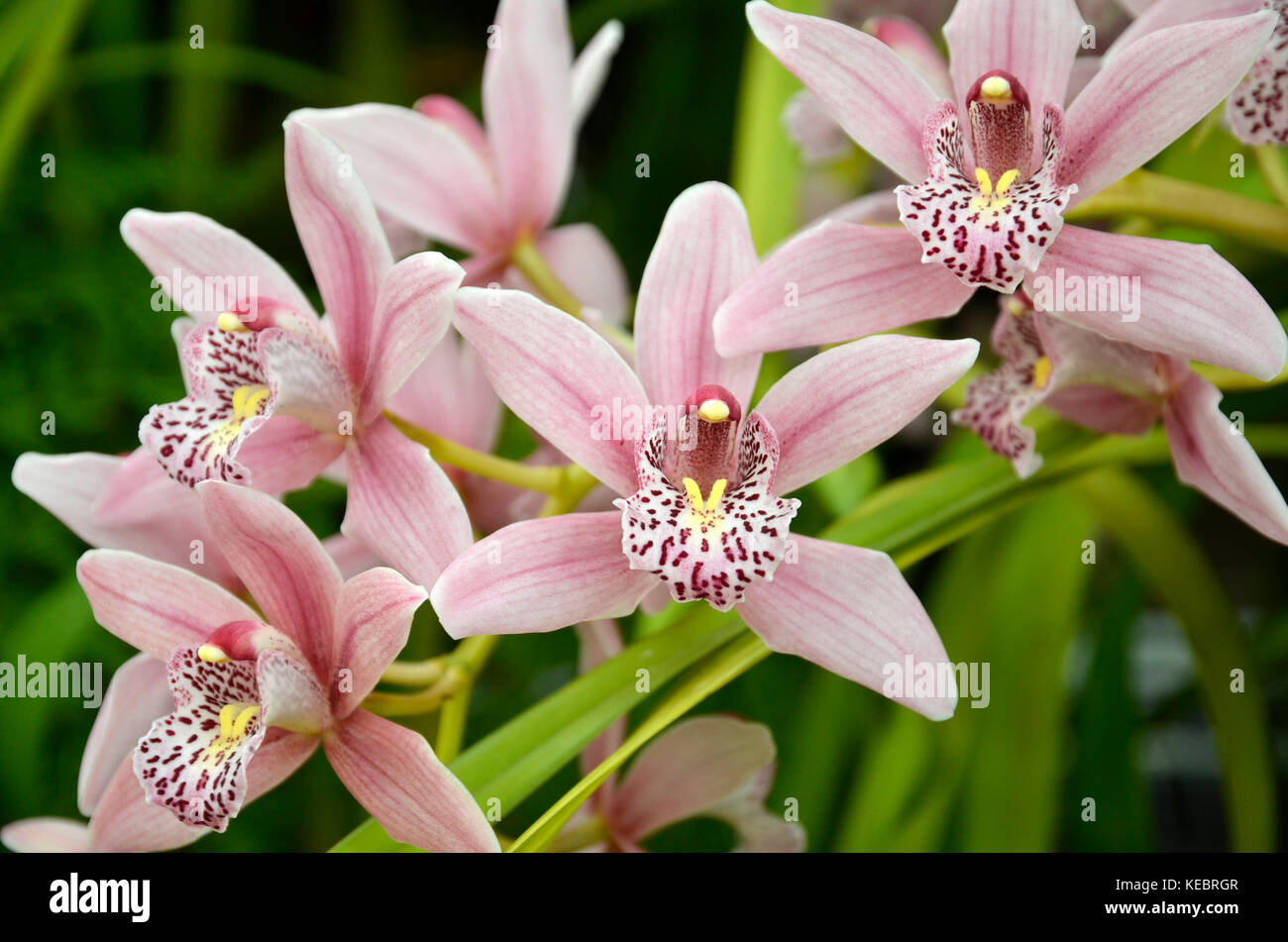 A Cymbidium Strathdon Lewes orchid in Hobart, Tasmania, Australia Stock Photo