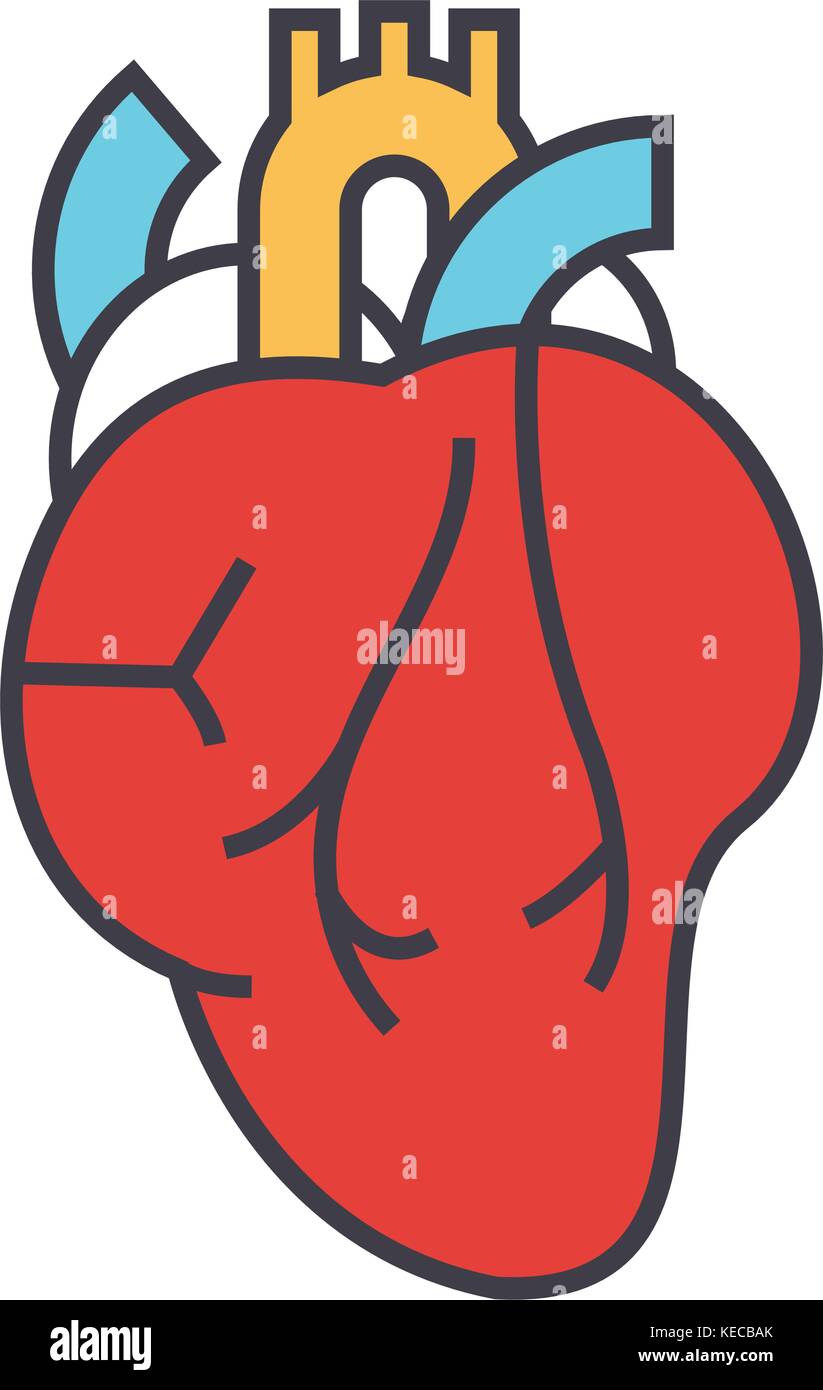 Aortic valve human heart Stock Vector Images - Alamy