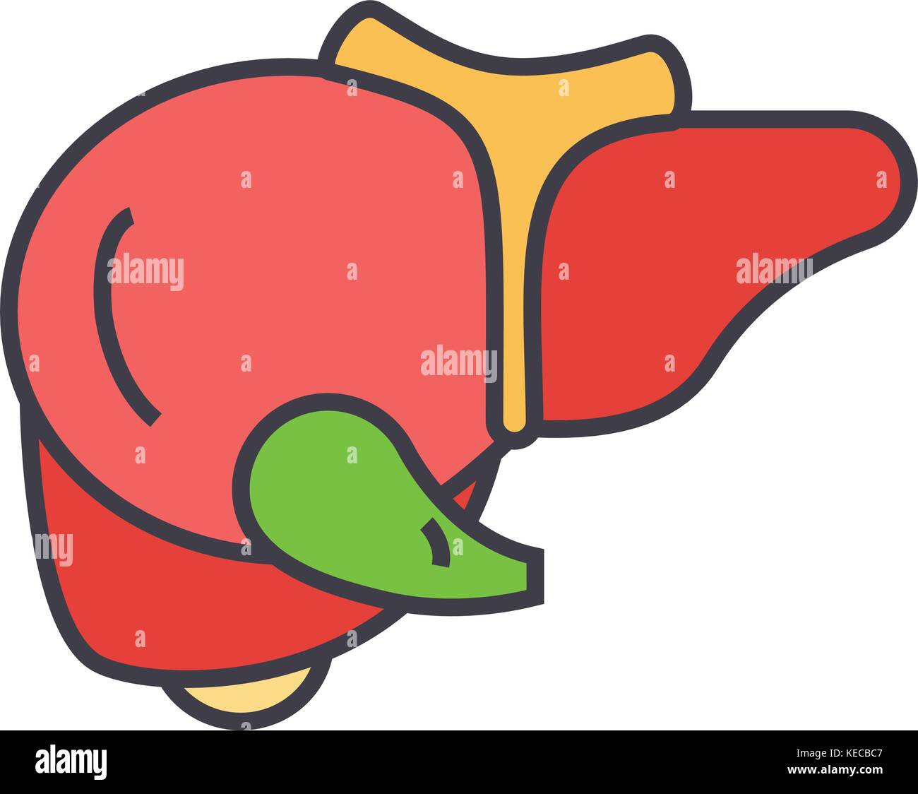 Hepatic artery liver hi-res stock photography and images - Alamy