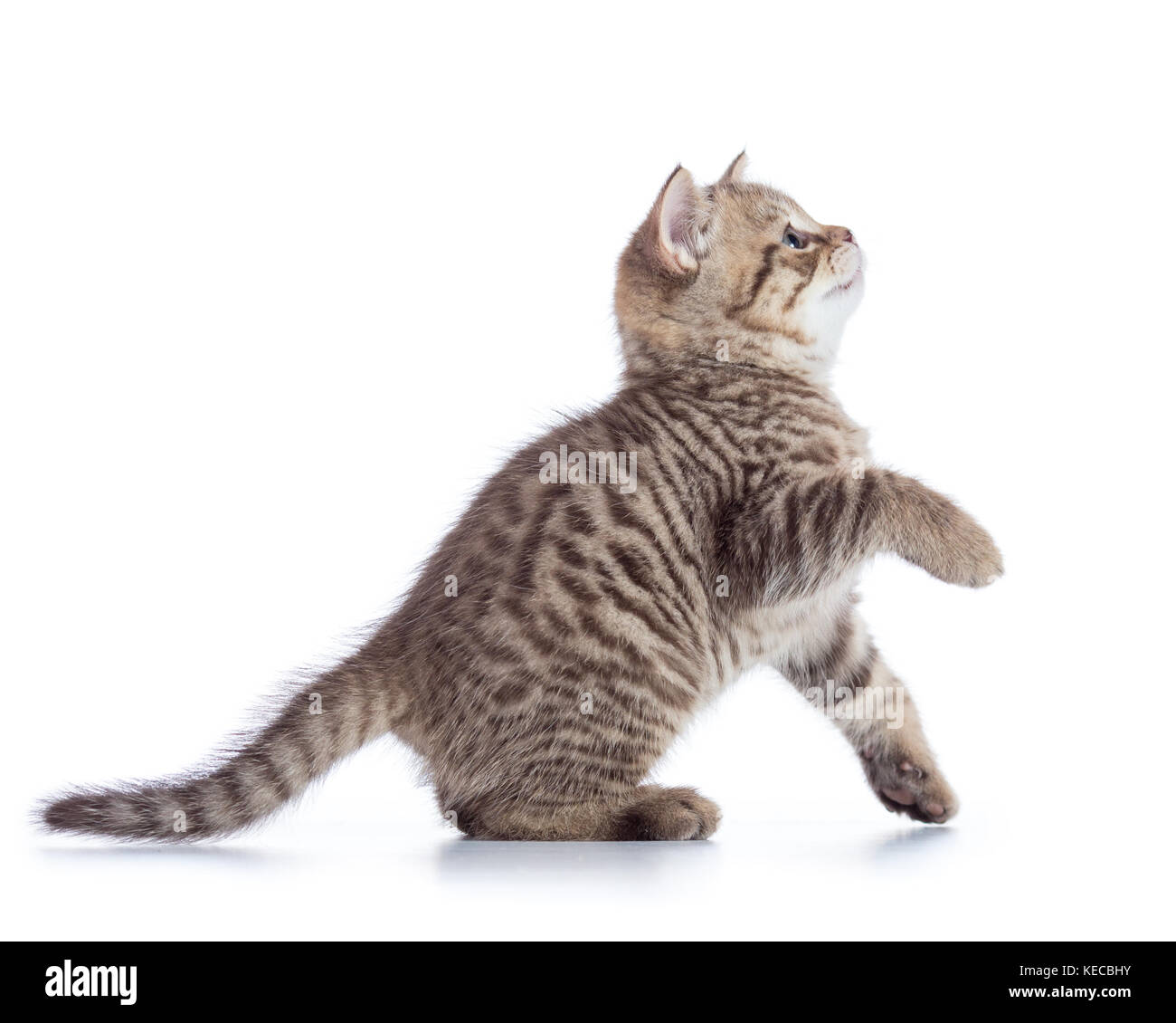 Beautiful cat kitten isolated on white background Stock Photo - Alamy
