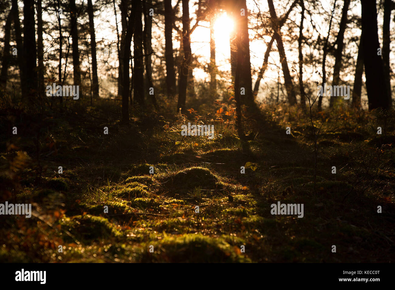 foggy sunrise in the moorland Stock Photo - Alamy