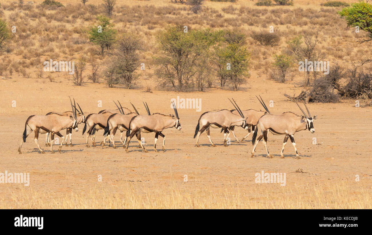 A herd of gemsbok in the dry Auob river bed in the Kgalagadi ...